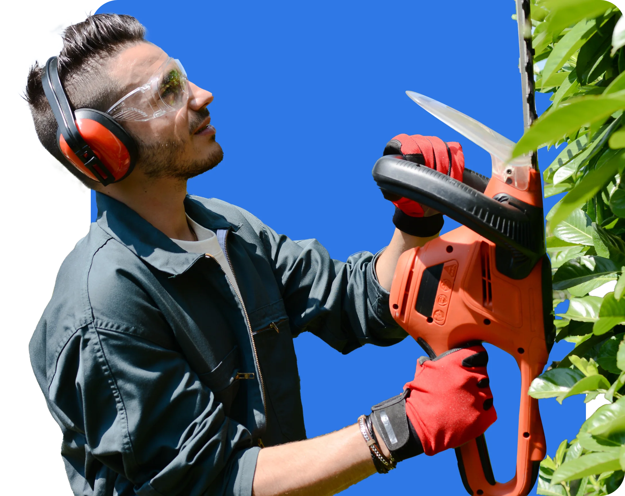 Person wearing protective gear uses a hedge trimmer to trim shrubs against a blue background, demonstrating the importance of safety and landscaping insurance in professional gardening.